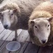 あめふり