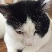 T. Iの画像