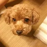 せんさん
