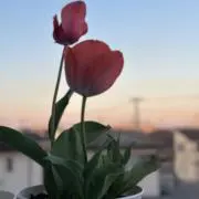 Annの画像