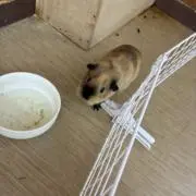 いけの画像