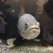 スポーンの画像