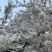 aaaの画像