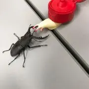 Payの画像
