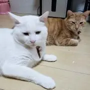 Tama