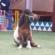 はなえの画像