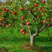 Appletreeの画像