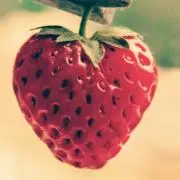 モンチ(プロフご確認下さい)の画像