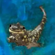 猫かわぁぁぁ