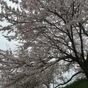 HARUの画像