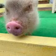 ksddddの画像