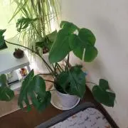 図書館