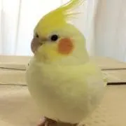 ゆりっちの画像