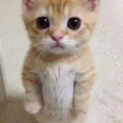 ぴの プロフ必読の画像