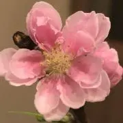 みみの画像