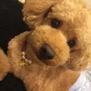 Harucchan