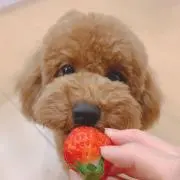 モカの画像