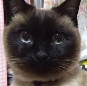 まりりん