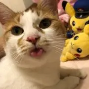 みみちゃんの画像