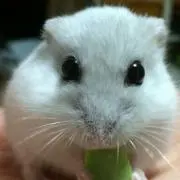 こうき