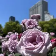 がじゅまるの画像