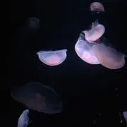 くらげ