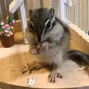 ar