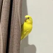 もっこの画像