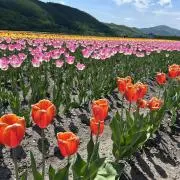 n.の画像