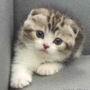 しましま猫