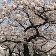 ゆいあやの画像
