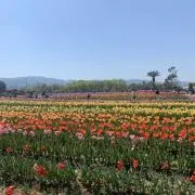 Aの画像