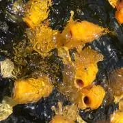 ナンシー