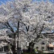 ヤマルの画像
