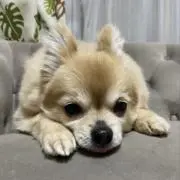 ペコの画像