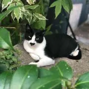 Kyuの画像