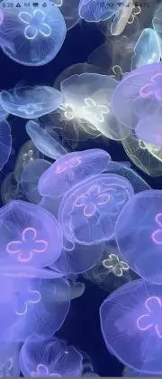 jeyeの画像