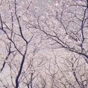 瑛の画像