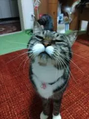 moko