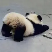 ぱんだの画像