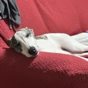 ミノスケ