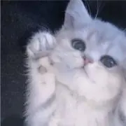 ぽっちゃんの画像
