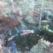 Rの画像