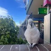 ぽっぽ