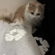 lil