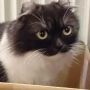 ぐっちの画像
