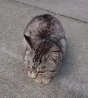 nyakoの画像