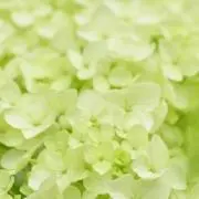 momoyo*:.の画像