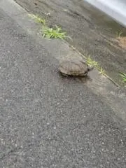 とーちゃん
