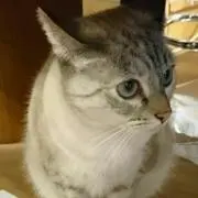 Kの画像